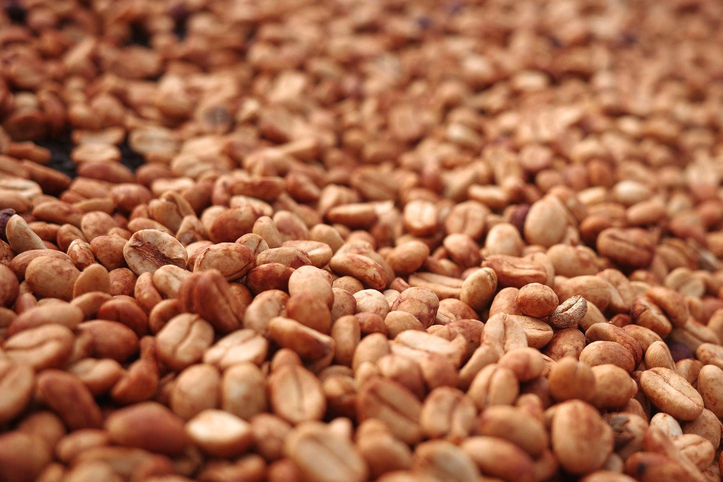 Don Dago - Peru - Organic
