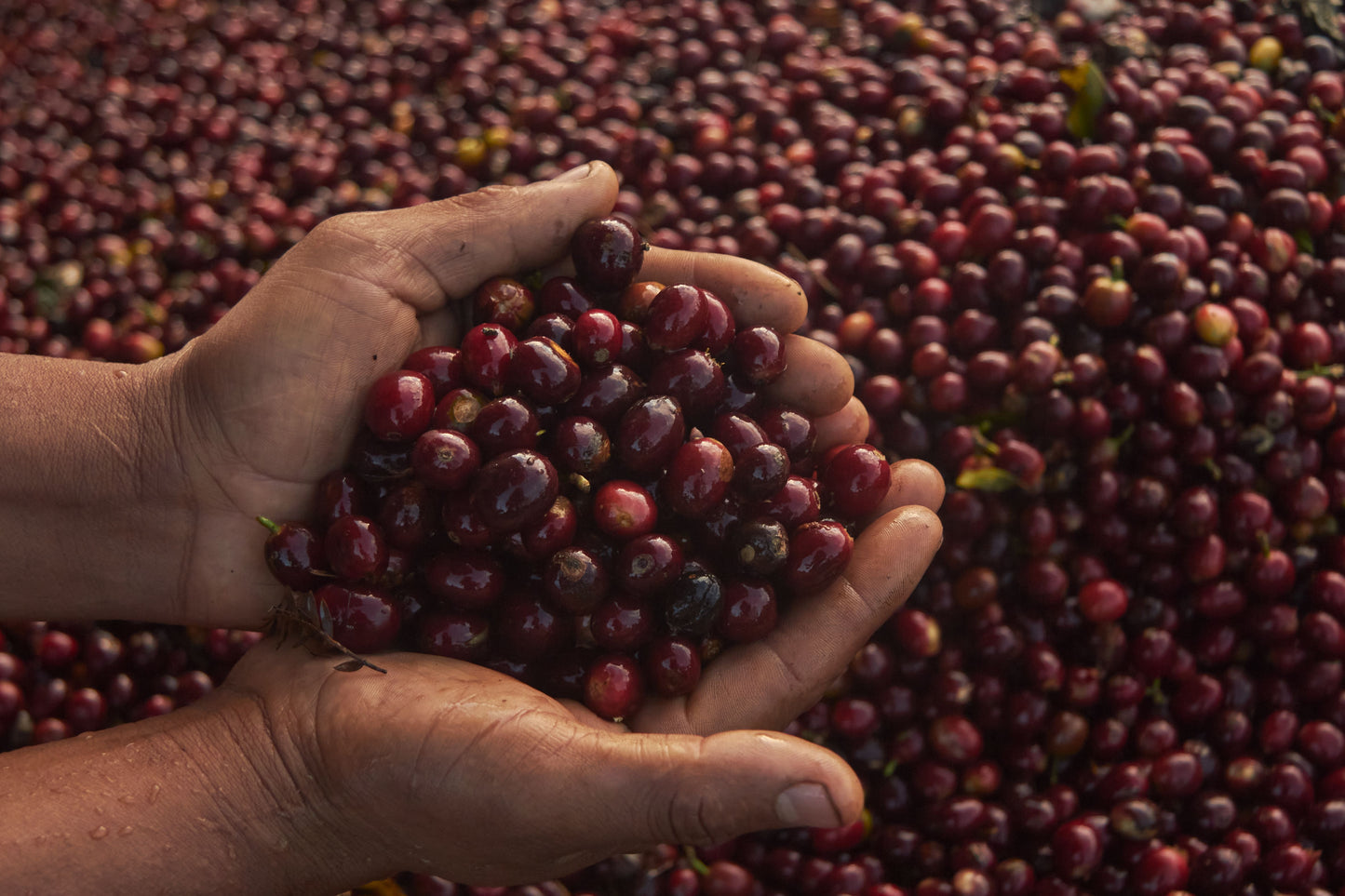 Red Obata coffee cherries at La Chacra Don Dago, Villa Rica Peru
